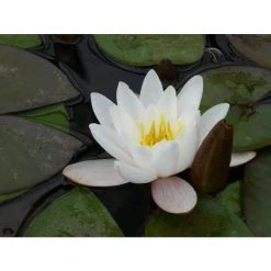 Nymphaea 'Marliacea Carnea' Water Lily | Hardy Pond Plant for Stunning Water Gardens -September Plants Shop PL1016 add image 1 d1e0