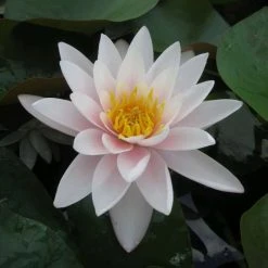 Nymphaea 'Marliacea Carnea' Water Lily | Hardy Pond Plant for Stunning Water Gardens