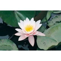 Large Water Lily 'Marliacea Rosea' - 3L Pot | Hardy Pond Plant for Stunning Water Gardens -September Plants Shop PL1018 add image 1 9e77