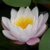 Large Water Lily 'Marliacea Rosea' - 3L Pot | Hardy Pond Plant for Stunning Water Gardens -September Plants Shop PL1018 main image 619f