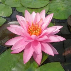 Nymphaea 'Mayla' Water Lily | Hardy Pond Plant for Stunning Water Gardens