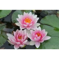 Large Water Lily 'Mrs Richmond' Nymphaea 'Mrs Richmond' - 3L Pot | Hardy Pond Plant -September Plants Shop PL1022 add image 1 e539