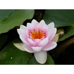 Large Water Lily 'Mrs Richmond' Nymphaea 'Mrs Richmond' - 3L Pot | Hardy Pond Plant -September Plants Shop PL1022 add image 2 c947