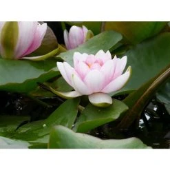 Large Water Lily 'Mrs Richmond' Nymphaea 'Mrs Richmond' - 3L Pot | Hardy Pond Plant -September Plants Shop PL1022 add image 3 20b6