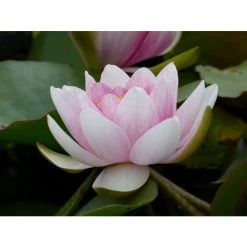 Large Water Lily 'Mrs Richmond' Nymphaea 'Mrs Richmond' - 3L Pot | Hardy Pond Plant -September Plants Shop PL1022 add image 4 d8fe