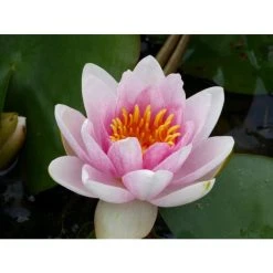 Large Water Lily 'Mrs Richmond' Nymphaea 'Mrs Richmond' - 3L Pot | Hardy Pond Plant -September Plants Shop PL1022 add image 5 604f