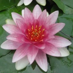 Large Water Lily 'Mrs Richmond' Nymphaea 'Mrs Richmond' - 3L Pot | Hardy Pond Plant