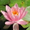 Large Fragrant Water Lily 'Firecrest' - Nymphaea odorata 'Firecrest' in 3L Pot | Pond Plants & Water Lilies 2 Large Fragrant Water Lily 'Firecrest' - Nymphaea odorata 'Firecrest' in 3L Pot | Pond Plants & Water Lilies -September Plants Shop PL1024 main image ef30