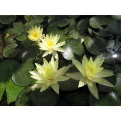 Large Fragrant Water Lily 'Sulphurea' - Nymphaea odorata 'Sulphurea' - 3L Pot | Pond Plants & Water Lilies 7 Large Fragrant Water Lily 'Sulphurea' - Nymphaea odorata 'Sulphurea' - 3L Pot | Pond Plants & Water Lilies -September Plants Shop PL1025 add image 1 0104