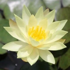 Large Fragrant Water Lily 'Sulphurea' - Nymphaea odorata 'Sulphurea' - 3L Pot | Pond Plants & Water Lilies