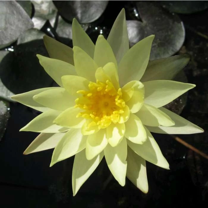 Large Fragrant Water Lily 'Sulphurea' - Nymphaea odorata 'Sulphurea' - 3L Pot | Pond Plants & Water Lilies 4 Large Fragrant Water Lily 'Sulphurea' - Nymphaea odorata 'Sulphurea' - 3L Pot | Pond Plants & Water Lilies - Image 2