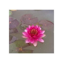 Nymphaea 'Perry's Baby Red' Water Lily | Hardy Pond Plant for Stunning Red Blooms