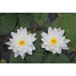 Large Water Lily 'Perry's Double White' Nymphaea - 3L Pot | Hardy Pond Plant -September Plants Shop PL1030 add image 1 62a4