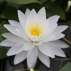 Large Water Lily 'Perry's Double White' Nymphaea - 3L Pot | Hardy Pond Plant