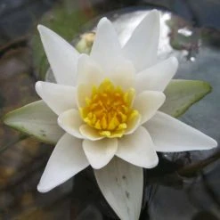 2L Dwarf Water Lily 'Alba' - Nymphaea 'Pygmaea Alba' - Hardy Pond Plant for Small Ponds