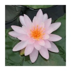 Large Water Lily 'Rose Arey' Nymphaea 'Rose Arey' - 3L Pot | Hardy Pond Plant for Stunning Blooms