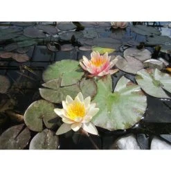 Large Water Lily 'Sioux' - Nymphaea 'Sioux' - 3L Pot | Hardy Pond Plant for Stunning Water Gardens 9 Large Water Lily 'Sioux' - Nymphaea 'Sioux' - 3L Pot | Hardy Pond Plant for Stunning Water Gardens -September Plants Shop PL1043 add image 1 1959