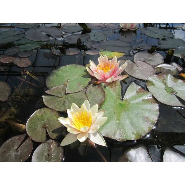 Large Water Lily 'Sioux' - Nymphaea 'Sioux' - 3L Pot | Hardy Pond Plant for Stunning Water Gardens 5 Large Water Lily 'Sioux' - Nymphaea 'Sioux' - 3L Pot | Hardy Pond Plant for Stunning Water Gardens - Image 3