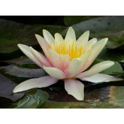 Large Water Lily 'Sioux' - Nymphaea 'Sioux' - 3L Pot | Hardy Pond Plant for Stunning Water Gardens 10 Large Water Lily 'Sioux' - Nymphaea 'Sioux' - 3L Pot | Hardy Pond Plant for Stunning Water Gardens -September Plants Shop PL1043 add image 2 53ae
