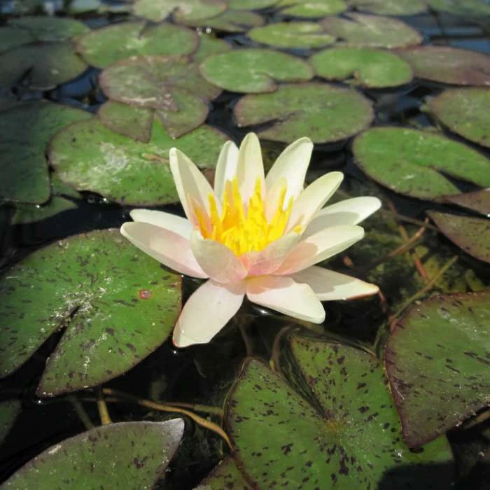Large Water Lily 'Sioux' - Nymphaea 'Sioux' - 3L Pot | Hardy Pond Plant for Stunning Water Gardens 3 Large Water Lily 'Sioux' - Nymphaea 'Sioux' - 3L Pot | Hardy Pond Plant for Stunning Water Gardens