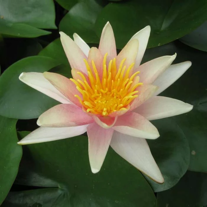 Large Water Lily 'Sioux' - Nymphaea 'Sioux' - 3L Pot | Hardy Pond Plant for Stunning Water Gardens 4 Large Water Lily 'Sioux' - Nymphaea 'Sioux' - 3L Pot | Hardy Pond Plant for Stunning Water Gardens - Image 2