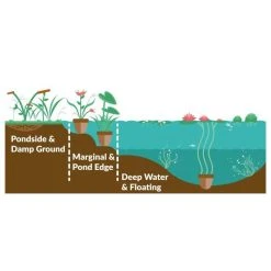 Papyrus Plant (Cyperus papyrus) - Premium Pond Plant for Water Gardens 7 Papyrus Plant (Cyperus papyrus) - Premium Pond Plant for Water Gardens -September Plants Shop PL1086 add image 1 de86