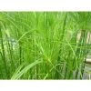 Papyrus Plant (Cyperus papyrus) - Premium Pond Plant for Water Gardens 1 Papyrus Plant (Cyperus papyrus) - Premium Pond Plant for Water Gardens -September Plants Shop PL1086 main image b57b