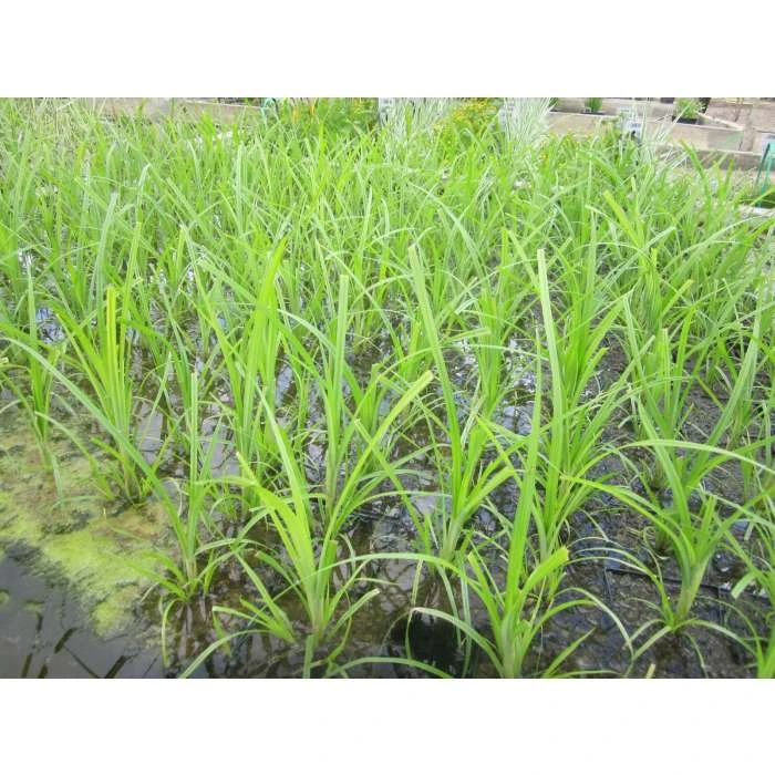 Papyrus Plant (Cyperus papyrus) - Premium Pond Plant for Water Gardens 4 Papyrus Plant (Cyperus papyrus) - Premium Pond Plant for Water Gardens - Image 2