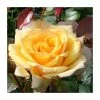 Especially For You' Bush Rose - 5.5L Pot | Premium Ornamental Shrub for Gardens 2 Especially For You' Bush Rose - 5.5L Pot | Premium Ornamental Shrub for Gardens -September Plants Shop PL11002 main image 962f