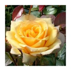Especially For You' Bush Rose - 5.5L Pot | Premium Ornamental Shrub for Gardens