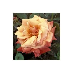 'Remember Me' Bush Rose - 5.5L Pot | Fragrant Ornamental Shrub for Gardens -September Plants Shop PL11004 add image 2 9130