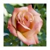 'Remember Me' Bush Rose - 5.5L Pot | Fragrant Ornamental Shrub for Gardens -September Plants Shop PL11004 main image c2a3
