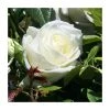 Silver Anniversary Hybrid Tea Rose - Elegant Ornamental Shrub for Gardens