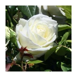 Silver Anniversary Hybrid Tea Rose - Elegant Ornamental Shrub for Gardens