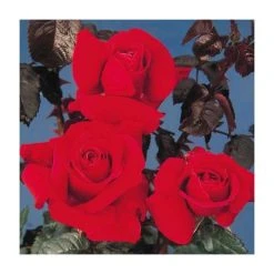 Thinking Of You' Bush Rose - 5.5L Pot | Fragrant Rose Bushes for Gardens