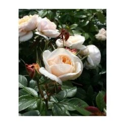 Champagne Moment' Bush Rose - 5.5L Pot | Elegant Ornamental Shrub for Gardens -September Plants Shop PL11010 add image 2 bcb4