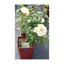 Champagne Moment' Bush Rose - 5.5L Pot | Elegant Ornamental Shrub for Gardens -September Plants Shop PL11010 add image 3 fc14