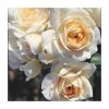 Champagne Moment' Bush Rose - 5.5L Pot | Elegant Ornamental Shrub for Gardens 2 Champagne Moment' Bush Rose - 5.5L Pot | Elegant Ornamental Shrub for Gardens -September Plants Shop PL11010 main image 668e