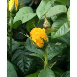 Golden Wedding' Bush Rose - 5.5L Pot | Premium Rose Bushes for Gardens 9 Golden Wedding' Bush Rose - 5.5L Pot | Premium Rose Bushes for Gardens -September Plants Shop PL11011 add image 1 fd9e