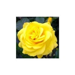 Golden Wedding' Bush Rose - 5.5L Pot | Premium Rose Bushes for Gardens 10 Golden Wedding' Bush Rose - 5.5L Pot | Premium Rose Bushes for Gardens -September Plants Shop PL11011 add image 2 fbde