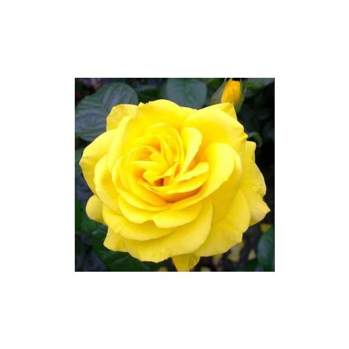 Golden Wedding' Bush Rose - 5.5L Pot | Premium Rose Bushes for Gardens 6 Golden Wedding' Bush Rose - 5.5L Pot | Premium Rose Bushes for Gardens - Image 4