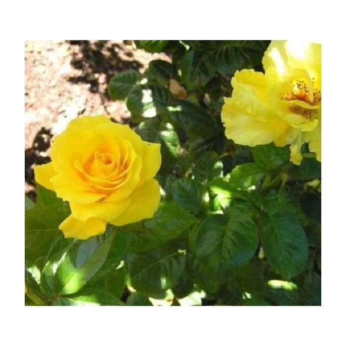 Golden Wedding' Bush Rose - 5.5L Pot | Premium Rose Bushes for Gardens 7 Golden Wedding' Bush Rose - 5.5L Pot | Premium Rose Bushes for Gardens - Image 5