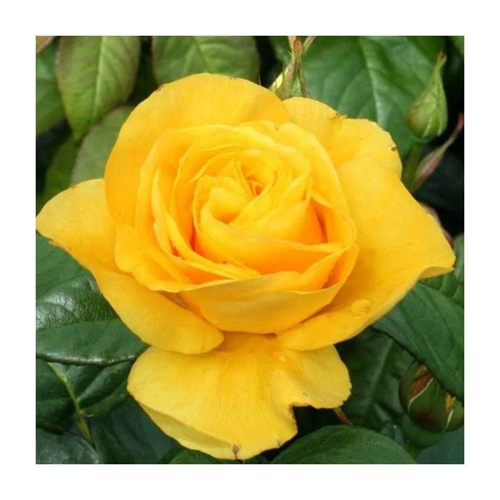 Golden Wedding' Bush Rose - 5.5L Pot | Premium Rose Bushes for Gardens 3 Golden Wedding' Bush Rose - 5.5L Pot | Premium Rose Bushes for Gardens
