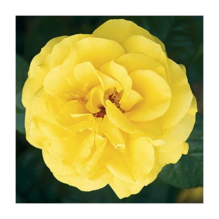 Golden Wedding' Bush Rose - 5.5L Pot | Premium Rose Bushes for Gardens 4 Golden Wedding' Bush Rose - 5.5L Pot | Premium Rose Bushes for Gardens - Image 2
