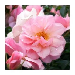 Happy Retirement Floribunda Rose Bush | Vibrant Blooms for Gardens
