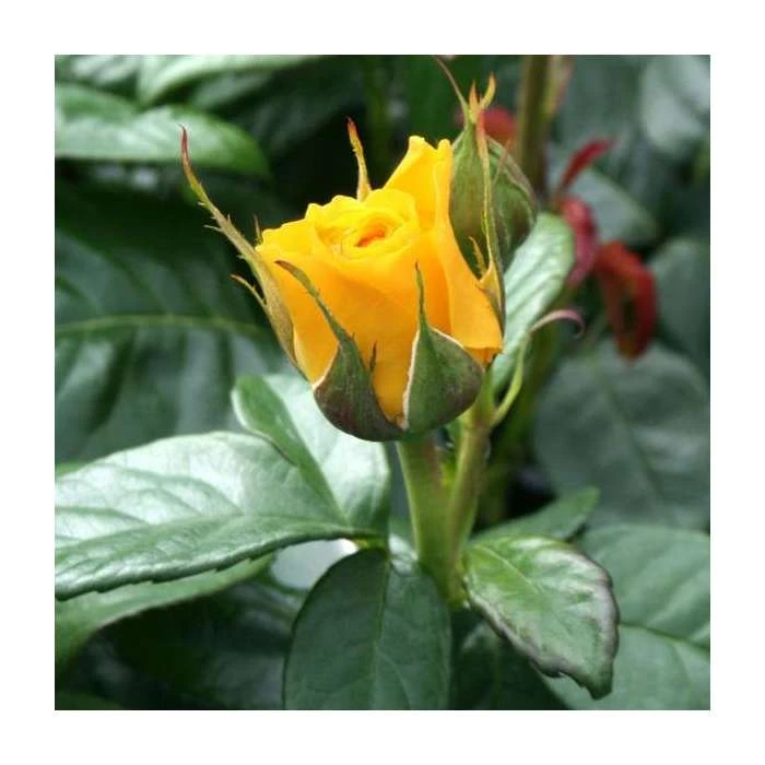 Golden Anniversary Patio Rose - 5.5L Pot | Beautiful Ornamental Shrub for Gardens 5 Golden Anniversary Patio Rose - 5.5L Pot | Beautiful Ornamental Shrub for Gardens - Image 3