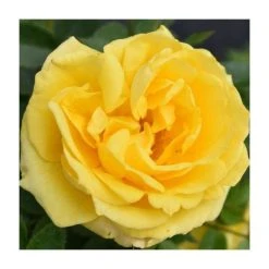 Golden Anniversary Patio Rose - 5.5L Pot | Beautiful Ornamental Shrub for Gardens 11 Golden Anniversary Patio Rose - 5.5L Pot | Beautiful Ornamental Shrub for Gardens -September Plants Shop PL11018 add image 2 0000