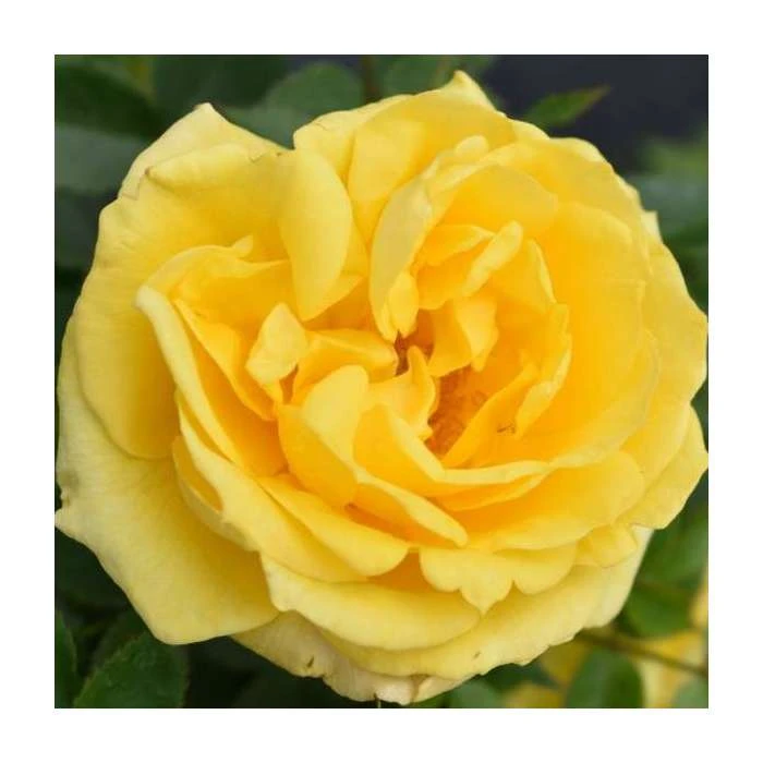 Golden Anniversary Patio Rose - 5.5L Pot | Beautiful Ornamental Shrub for Gardens 6 Golden Anniversary Patio Rose - 5.5L Pot | Beautiful Ornamental Shrub for Gardens - Image 4