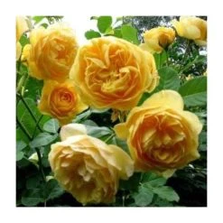 Golden Anniversary Patio Rose - 5.5L Pot | Beautiful Ornamental Shrub for Gardens 12 Golden Anniversary Patio Rose - 5.5L Pot | Beautiful Ornamental Shrub for Gardens -September Plants Shop PL11018 add image 3 9425