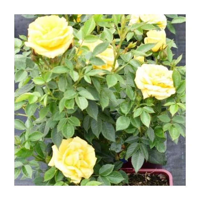 Golden Anniversary Patio Rose - 5.5L Pot | Beautiful Ornamental Shrub for Gardens 8 Golden Anniversary Patio Rose - 5.5L Pot | Beautiful Ornamental Shrub for Gardens - Image 6